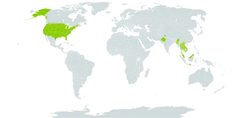 Cleome chelidonii world distribution map, present in Indonesia, India, Cambodia, Lao People's Democratic Republic, Sri Lanka, Myanmar, Malaysia, Thailand, United States of America, and Viet Nam