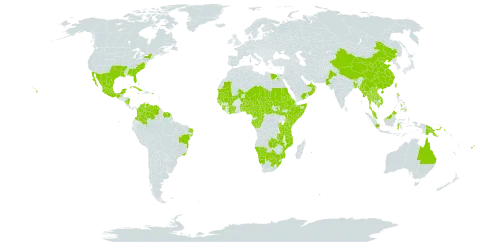 Cleome gynandra world distribution map, present in Angola, Anguilla, United Arab Emirates, French Southern Territories, Antigua and Barbuda, Australia, Burundi, Benin, Bonaire, Sint Eustatius and Saba, Burkina Faso, Bangladesh, Bahamas, Bermuda, Brazil, Barbados, Bhutan, Botswana, Central African Republic, China, Côte d'Ivoire, Cameroon, Congo, Colombia, Cabo Verde, Cuba, Dominica, Egypt, Eritrea, Ethiopia, Fiji, Gabon, Guinea, Guadeloupe, Guinea-Bissau, Equatorial Guinea, Grenada, French Guiana, Indonesia, India, Jamaica, Kenya, Cambodia, Lao People's Democratic Republic, Saint Lucia, Sri Lanka, Maldives, Mexico, Mali, Myanmar, Mozambique, Mauritania, Montserrat, Martinique, Mauritius, Malawi, Malaysia, Namibia, Niger, Nigeria, Nicaragua, Nepal, Oman, Pakistan, Philippines, Palau, Papua New Guinea, Puerto Rico, Réunion, Rwanda, Saudi Arabia, Sudan, Senegal, Singapore, Sierra Leone, Somalia, South Sudan, Sao Tome and Principe, Suriname, Seychelles, Turks and Caicos Islands, Chad, Togo, Thailand, Trinidad and Tobago, Taiwan, Province of China, Tanzania, United Republic of, Uganda, United States of America, Saint Vincent and the Grenadines, Venezuela (Bolivarian Republic of), Viet Nam, Yemen, South Africa, and Zambia