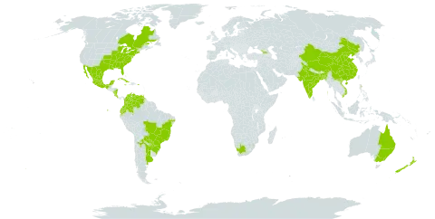 Cleome houtteana world distribution map, present in Argentina, American Samoa, Australia, Bangladesh, Brazil, Canada, China, Colombia, Costa Rica, Cuba, Ecuador, Georgia, India, Jamaica, Mexico, Nicaragua, New Zealand, Puerto Rico, Paraguay, eSwatini, Trinidad and Tobago, United States of America, Venezuela (Bolivarian Republic of), Viet Nam, and South Africa