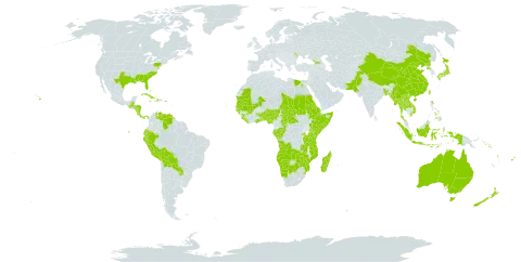 Clerodendrum world distribution map, present in Angola, Åland Islands, Andorra, Australia, Benin, Burkina Faso, Bangladesh, Bahamas, Belize, Bermuda, Bolivia (Plurinational State of), Botswana, Central African Republic, China, Congo, Cook Islands, Cabo Verde, Costa Rica, Cuba, Dominica, Ecuador, Egypt, Eritrea, Ethiopia, Fiji, Gabon, Georgia, Ghana, Guinea, Gambia, Guinea-Bissau, Guatemala, Honduras, Haiti, Indonesia, Jamaica, Japan, Kenya, Lao People's Democratic Republic, Liberia, Moldova (Republic of), Madagascar, Mali, Myanmar, Mozambique, Mauritania, Namibia, Nigeria, Nicaragua, Nepal, New Zealand, Pakistan, Panama, Peru, Philippines, Puerto Rico, Korea (Democratic People's Republic of), Paraguay, Rwanda, Sudan, Senegal, Solomon Islands, Sierra Leone, Somalia, eSwatini, Seychelles, Chad, Togo, Thailand, Tokelau, Tonga, Taiwan, Province of China, Tanzania, United Republic of, Uganda, United States of America, Venezuela (Bolivarian Republic of), Viet Nam, Vanuatu, Samoa, Zambia, and Zimbabwe