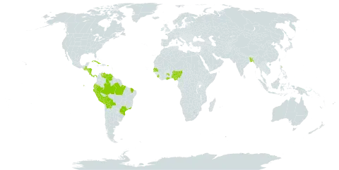 Clerodendrum thomsoniae world distribution map, present in Bangladesh, Bolivia (Plurinational State of), Brazil, Costa Rica, Cuba, Dominica, Ecuador, Ghana, Gambia, Guatemala, Honduras, Nigeria, Nicaragua, Panama, Peru, Puerto Rico, Senegal, Sierra Leone, United States of America, and Venezuela (Bolivarian Republic of)