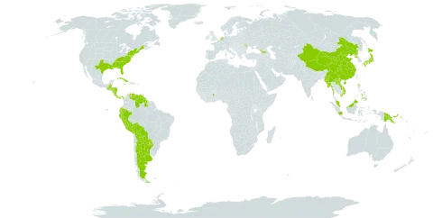 Clethra world distribution map, present in Åland Islands, Argentina, Belize, Bolivia (Plurinational State of), China, Costa Rica, Cuba, Ecuador, Georgia, Ghana, Guatemala, Guyana, Honduras, Indonesia, Iceland, Jamaica, Japan, Lao People's Democratic Republic, Moldova (Republic of), Myanmar, Malaysia, Nicaragua, Netherlands, Panama, Peru, Philippines, Papua New Guinea, Korea (Democratic People's Republic of), Paraguay, Trinidad and Tobago, United States of America, Venezuela (Bolivarian Republic of), and Viet Nam