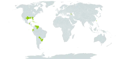 Clinopodium brownei world distribution map, present in Bahamas, Brazil, Cuba, Dominica, Ecuador, Georgia, Guatemala, Jamaica, Paraguay, Taiwan, Province of China, United States of America, and Venezuela (Bolivarian Republic of)