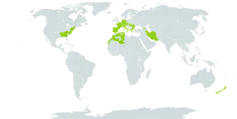 Clinopodium nepeta world distribution map, present in Åland Islands, Albania, Austria, Bulgaria, Bermuda, Switzerland, Czech Republic, Germany, Algeria, Spain, France, United Kingdom of Great Britain and Northern Ireland, Georgia, Greece, Hungary, Iran (Islamic Republic of), Italy, Morocco, New Zealand, Portugal, Romania, Turks and Caicos Islands, Tunisia, and United States of America