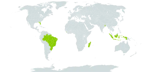 Clitoria heterophylla world distribution map, present in Brazil, Indonesia, India, Sri Lanka, Madagascar, Mauritius, Réunion, and United States of America