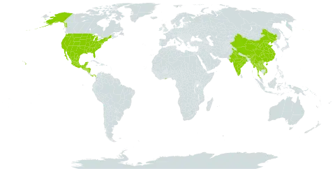 Clitoria mexicana world distribution map, present in Bhutan, China, Ghana, Guatemala, Honduras, India, Lao People's Democratic Republic, Mexico, Myanmar, Nicaragua, Panama, Singapore, El Salvador, Thailand, United States of America, and Viet Nam