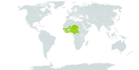 Cochlospermum planchonii world distribution map, present in Benin, Burkina Faso, Central African Republic, Côte d'Ivoire, Cameroon, Ghana, Guinea, Guinea-Bissau, Liberia, Mali, Niger, Nigeria, Senegal, Sierra Leone, Chad, and Togo