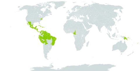 Cochlospermum vitifolium world distribution map, present in Bahamas, Belize, Bolivia (Plurinational State of), Brazil, Cameroon, Colombia, Costa Rica, Cuba, Dominica, Dominican Republic, Ecuador, Fiji, Guadeloupe, Guatemala, French Guiana, Guyana, Honduras, Haiti, Saint Lucia, Mexico, Montserrat, Martinique, Nicaragua, Panama, Peru, Papua New Guinea, Puerto Rico, El Salvador, Suriname, Trinidad and Tobago, United States of America, and Venezuela (Bolivarian Republic of)