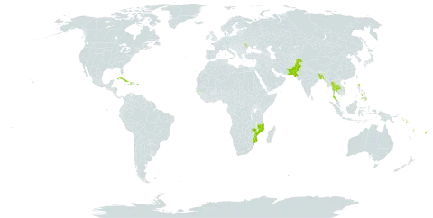 Codiaeum variegatum var. variegatum world distribution map, present in Bangladesh, Cook Islands, Cuba, Cayman Islands, Dominica, Fiji, Gambia, Haiti, Moldova (Republic of), Mozambique, Pakistan, Philippines, Puerto Rico, Solomon Islands, Thailand, Tonga, Vanuatu, and Samoa