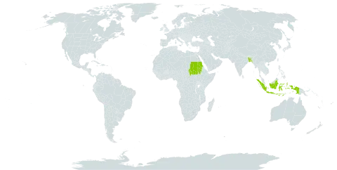 Coelachyrum lagopoides world distribution map, present in Bangladesh, Indonesia, and Sudan