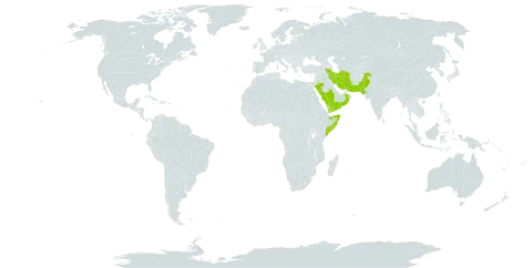 Coelachyrum piercei world distribution map, present in Iran (Islamic Republic of), Oman, Pakistan, Saudi Arabia, Somalia, and Yemen