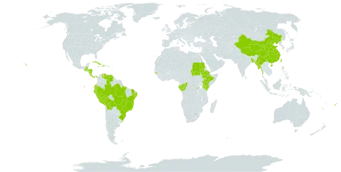 Coffea arabica world distribution map, present in Andorra, Bangladesh, Belize, Bermuda, Bolivia (Plurinational State of), Brazil, China, Congo, Cook Islands, Costa Rica, Cuba, Dominica, Ecuador, Ethiopia, Fiji, Gabon, Guinea-Bissau, Guatemala, Honduras, Haiti, Jamaica, Kenya, Myanmar, Norfolk Island, Nicaragua, Panama, Peru, Puerto Rico, Rwanda, Sudan, Taiwan, Province of China, United States of America, and Venezuela (Bolivarian Republic of)