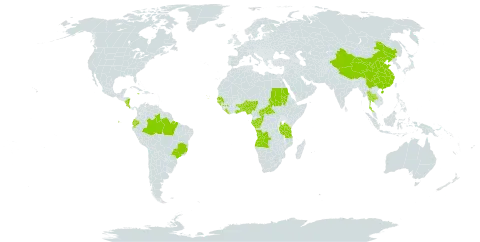 Coffea canephora world distribution map, present in Angola, Benin, Brazil, Central African Republic, China, Congo, Cabo Verde, Costa Rica, Ecuador, Gabon, Ghana, Guinea, Guinea-Bissau, Jamaica, Liberia, Nigeria, Nicaragua, Sudan, Senegal, Togo, Thailand, Tanzania, United Republic of, Uganda, and United States of America