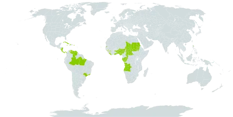 Coffea liberica var. liberica world distribution map, present in Angola, Andorra, Benin, Brazil, Central African Republic, Congo, Cabo Verde, Costa Rica, Cuba, Dominica, Gabon, Ghana, Guinea, Haiti, Jamaica, Liberia, Nigeria, Nicaragua, Panama, Puerto Rico, Sudan, Seychelles, Chad, Togo, Uganda, and Venezuela (Bolivarian Republic of)