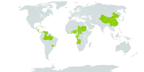 Coffea liberica world distribution map, present in Angola, Andorra, Benin, Brazil, Central African Republic, China, Congo, Cabo Verde, Costa Rica, Cuba, Dominica, Gabon, Ghana, Guinea, Haiti, Jamaica, Liberia, Moldova (Republic of), Nigeria, Nicaragua, Panama, Puerto Rico, Sudan, Seychelles, Chad, Togo, Uganda, United States of America, and Venezuela (Bolivarian Republic of)