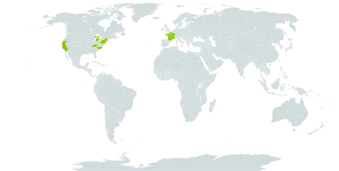 Coincya monensis world distribution map, present in France and United States of America