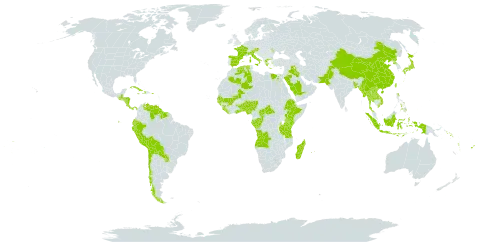 Coix lacryma-jobi var. lacryma-jobi world distribution map, present in Angola, Andorra, Austria, Benin, Burkina Faso, Bangladesh, Bolivia (Plurinational State of), Central African Republic, Chile, China, Congo, Cook Islands, Comoros, Costa Rica, Cuba, Dominica, Algeria, Ecuador, Egypt, Spain, Ethiopia, Fiji, France, Gabon, Ghana, Guinea, Gambia, Guinea-Bissau, Greece, Guatemala, Guyana, Honduras, Haiti, Indonesia, Iraq, Italy, Jamaica, Japan, Kenya, Lao People's Democratic Republic, Liberia, Moldova (Republic of), Madagascar, Mali, Myanmar, Mauritius, Nigeria, Nicaragua, Nepal, Pakistan, Panama, Pitcairn, Peru, Philippines, Palau, Puerto Rico, Korea (Democratic People's Republic of), Paraguay, Réunion, Saudi Arabia, Senegal, Solomon Islands, Sierra Leone, Suriname, Seychelles, Togo, Thailand, Tonga, Taiwan, Province of China, Tanzania, United Republic of, Uganda, Venezuela (Bolivarian Republic of), Viet Nam, Vanuatu, and Samoa