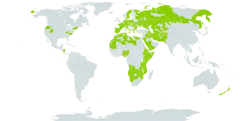 Colchicum world distribution map, present in Afghanistan, Angola, Albania, Austria, Bulgaria, Botswana, Switzerland, Cabo Verde, Cyprus, Czech Republic, Germany, Denmark, Algeria, Egypt, Eritrea, Spain, Ethiopia, France, Greece, Hungary, Ireland, Iran (Islamic Republic of), Iraq, Italy, Kazakhstan, Kenya, Kyrgyzstan, Libya, Lesotho, Morocco, Mozambique, Mauritania, Namibia, Nigeria, Nicaragua, Netherlands, New Zealand, Pakistan, Palau, Poland, Portugal, Romania, Russian Federation, Saudi Arabia, Singapore, Somalia, Sweden, eSwatini, Turks and Caicos Islands, Turkmenistan, Tunisia, Tanzania, United Republic of, Uganda, Ukraine, United States of America, Uzbekistan, Yemen, Zambia, and Zimbabwe