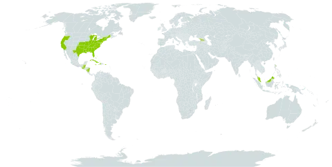 Coleataenia rigidula world distribution map, present in Åland Islands, Bahamas, Belize, Cuba, Cayman Islands, Dominica, Micronesia (Federated States of), Georgia, Guatemala, Haiti, Jamaica, Malaysia, Nicaragua, Puerto Rico, and United States of America