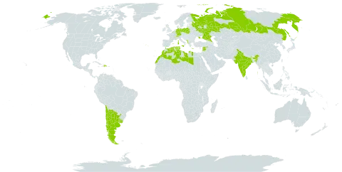 Coleostephus myconis subsp. myconis world distribution map, present in Albania, Argentina, Belgium, Switzerland, Chile, Germany, Dominican Republic, Algeria, Spain, France, United Kingdom of Great Britain and Northern Ireland, Greece, India, Israel, Italy, Lebanon, Libya, Morocco, Montenegro, Poland, Portugal, Russian Federation, Syrian Arab Republic, Tunisia, Ukraine, and Uruguay