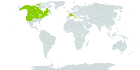 Collomia linearis world distribution map, present in Australia, Canada, France, Italy, Tajikistan, and United States of America