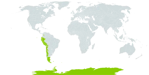 Colobanthus quitensis world distribution map, present in Argentina, Antarctica, Bolivia (Plurinational State of), Chile, Colombia, Ecuador, Falkland Islands (Malvinas), Peru, and South Georgia and the South Sandwich Islands