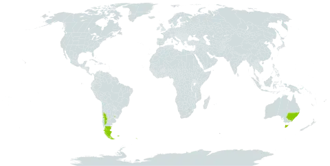 Colobanthus subulatus world distribution map, present in Argentina, Australia, Chile, Falkland Islands (Malvinas), South Georgia and the South Sandwich Islands, and Uruguay