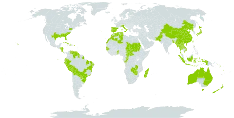 Colocasia esculenta world distribution map, present in Åland Islands, Andorra, Australia, Benin, Bangladesh, Bermuda, Bolivia (Plurinational State of), Brazil, Central African Republic, China, Congo, Cook Islands, Costa Rica, Cuba, Cayman Islands, Dominica, Algeria, Ecuador, Spain, Gambia, Guinea-Bissau, Guyana, Honduras, Haiti, Indonesia, Italy, Japan, Lao People's Democratic Republic, Morocco, Madagascar, Maldives, Myanmar, Norfolk Island, Nicaragua, Nepal, Nauru, New Zealand, Pakistan, Peru, Puerto Rico, Korea (Democratic People's Republic of), Portugal, Paraguay, Sudan, Senegal, Solomon Islands, Seychelles, Turks and Caicos Islands, Chad, Togo, Thailand, Tonga, Tunisia, Tuvalu, Taiwan, Province of China, United States of America, Venezuela (Bolivarian Republic of), Viet Nam, Vanuatu, Wallis and Futuna, Samoa, Zambia, and Zimbabwe