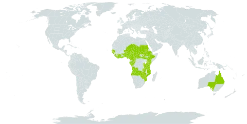 Combretum paniculatum world distribution map, present in Angola, Australia, Burundi, Benin, Burkina Faso, Central African Republic, Côte d'Ivoire, Cameroon, Congo, Ethiopia, Gabon, Ghana, Guinea, Gambia, Guinea-Bissau, Equatorial Guinea, Kenya, Liberia, Mozambique, Malawi, Niger, Nigeria, Rwanda, Sudan, Senegal, Sierra Leone, South Sudan, Chad, Togo, Tanzania, United Republic of, Uganda, Zambia, and Zimbabwe