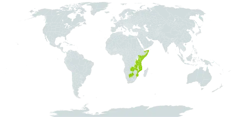 Combretum schumannii world distribution map, present in Botswana, Kenya, Mozambique, Malawi, Somalia, Tanzania, United Republic of, and Zambia