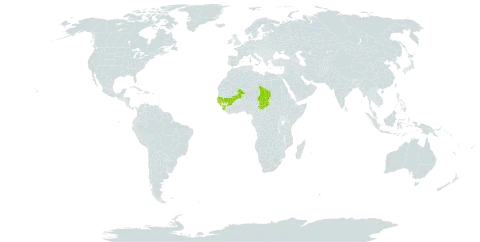 Combretum tomentosum world distribution map, present in Burkina Faso, Guinea, Gambia, Guinea-Bissau, Mali, Senegal, Sierra Leone, and Chad