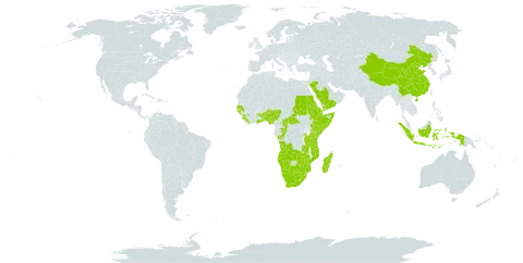 Commelina africana world distribution map, present in Angola, Benin, Burkina Faso, Botswana, Central African Republic, China, Congo, Cabo Verde, Djibouti, Eritrea, Ethiopia, Ghana, Guinea, Guinea-Bissau, Indonesia, Kenya, Liberia, Lesotho, Madagascar, Mozambique, Namibia, Nigeria, Réunion, Rwanda, Saudi Arabia, Sudan, Senegal, Sierra Leone, Somalia, eSwatini, Togo, Tanzania, United Republic of, Uganda, Yemen, South Africa, Zambia, and Zimbabwe