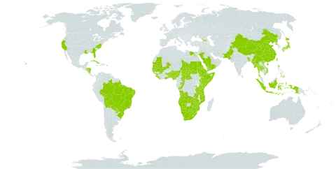 Commelina benghalensis world distribution map, present in Angola, Åland Islands, Andorra, Benin, Burkina Faso, Bangladesh, Bolivia (Plurinational State of), Brazil, Botswana, Central African Republic, China, Congo, Cuba, Djibouti, Egypt, Eritrea, Ethiopia, Georgia, Ghana, Guinea, Gambia, Guinea-Bissau, Honduras, Indonesia, Jamaica, Japan, Kenya, Liberia, Lesotho, Maldives, Mali, Myanmar, Mozambique, Mauritania, Namibia, Nigeria, Nicaragua, Nepal, Pakistan, Philippines, Puerto Rico, Korea (Democratic People's Republic of), Paraguay, Rwanda, Saudi Arabia, Sudan, Senegal, Sierra Leone, Somalia, eSwatini, Seychelles, Chad, Togo, Thailand, Tonga, Taiwan, Province of China, Tanzania, United Republic of, Uganda, United States of America, Viet Nam, Yemen, South Africa, Zambia, and Zimbabwe