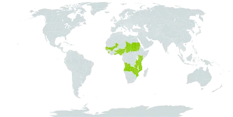 Commelina bracteosa world distribution map, present in Angola, Benin, Burkina Faso, Ghana, Gambia, Guinea-Bissau, Kenya, Mali, Mozambique, Nigeria, Sudan, Senegal, Sierra Leone, Chad, Togo, Tanzania, United Republic of, Uganda, Zambia, and Zimbabwe