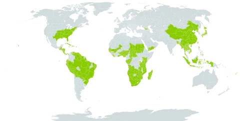 Commelina diffusa world distribution map, present in Angola, Åland Islands, Andorra, Benin, Burkina Faso, Bangladesh, Bahamas, Belize, Bermuda, Bolivia (Plurinational State of), Brazil, Botswana, Central African Republic, China, Congo, Cook Islands, Costa Rica, Cuba, Dominica, Ecuador, Fiji, Gabon, Georgia, Ghana, Guinea, Gambia, Guinea-Bissau, Guatemala, Guyana, Honduras, Haiti, Indonesia, Jamaica, Japan, Kenya, Lao People's Democratic Republic, Liberia, Madagascar, Mali, Myanmar, Mozambique, Mauritius, Namibia, Nigeria, Nicaragua, Nepal, Panama, Pitcairn, Peru, Philippines, Puerto Rico, Korea (Democratic People's Republic of), Paraguay, Rwanda, Sudan, Senegal, Suriname, eSwatini, Seychelles, Chad, Togo, Thailand, Tokelau, Tonga, Taiwan, Province of China, Tanzania, United Republic of, Uganda, United States of America, Venezuela (Bolivarian Republic of), Viet Nam, Wallis and Futuna, Yemen, South Africa, Zambia, and Zimbabwe