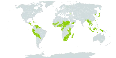 Commelina diffusa subsp. diffusa world distribution map, present in Åland Islands, Andorra, Benin, Burkina Faso, Bangladesh, Bahamas, Belize, Bermuda, Bolivia (Plurinational State of), Botswana, Central African Republic, Congo, Cook Islands, Costa Rica, Cuba, Dominica, Ecuador, Fiji, Gabon, Georgia, Ghana, Guinea, Gambia, Guinea-Bissau, Guatemala, Guyana, Honduras, Haiti, Indonesia, Jamaica, Japan, Kenya, Lao People's Democratic Republic, Liberia, Madagascar, Mali, Myanmar, Mozambique, Mauritius, Nigeria, Nicaragua, Nepal, Panama, Pitcairn, Peru, Philippines, Puerto Rico, Korea (Democratic People's Republic of), Paraguay, Rwanda, Sudan, Senegal, Suriname, eSwatini, Seychelles, Chad, Togo, Thailand, Tokelau, Tonga, Taiwan, Province of China, Tanzania, United Republic of, Uganda, Venezuela (Bolivarian Republic of), Viet Nam, Wallis and Futuna, Yemen, South Africa, and Zimbabwe