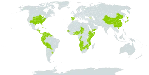 Commelina erecta subsp. erecta world distribution map, present in Aruba, Angola, Åland Islands, Benin, Bahamas, Belize, Bermuda, Bolivia (Plurinational State of), Botswana, China, Congo, Colombia, Costa Rica, Cuba, Cayman Islands, Dominica, Ecuador, Spain, Ethiopia, Micronesia (Federated States of), Georgia, Ghana, Gambia, Guatemala, Guyana, Honduras, Haiti, Jamaica, Japan, Kenya, Mozambique, Namibia, Nigeria, Nicaragua, Panama, Peru, Palau, Puerto Rico, Paraguay, Senegal, Somalia, Suriname, eSwatini, Chad, Togo, Tanzania, United Republic of, Uruguay, United States of America, Venezuela (Bolivarian Republic of), Yemen, and Zimbabwe