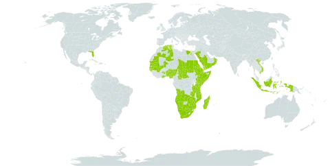 Commelina forskaolii world distribution map, present in Angola, Benin, Botswana, Central African Republic, Cabo Verde, Djibouti, Algeria, Egypt, Eritrea, Ethiopia, Ghana, Gambia, Guinea-Bissau, Indonesia, Kenya, Madagascar, Mali, Mozambique, Mauritania, Mauritius, Namibia, Nigeria, Oman, Saudi Arabia, Sudan, Senegal, Somalia, Chad, Tanzania, United Republic of, Uganda, United States of America, Viet Nam, Yemen, South Africa, Zambia, and Zimbabwe