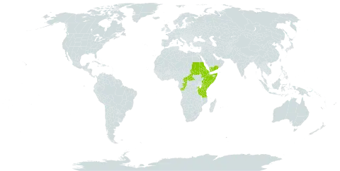 Commelina latifolia world distribution map, present in Burkina Faso, Central African Republic, Congo, Eritrea, Ethiopia, Kenya, Rwanda, Sudan, Somalia, Tanzania, United Republic of, Uganda, and Yemen