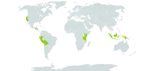 Commelina tuberosa world distribution map, present in Bolivia (Plurinational State of), Guatemala, Honduras, Indonesia, Kenya, Peru, Tanzania, United Republic of, and United States of America