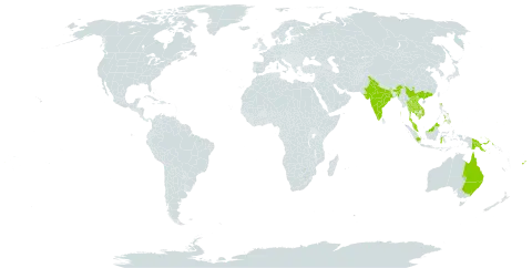 Commersonia bartramia world distribution map, present in Australia, Brunei Darussalam, China, Fiji, Micronesia (Federated States of), Indonesia, India, Cambodia, Lao People's Democratic Republic, Malaysia, Philippines, Palau, Papua New Guinea, Singapore, Thailand, United States of America, Viet Nam, and Samoa