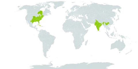 Conoclinium coelestinum world distribution map, present in Canada, China, Cuba, India, and United States of America