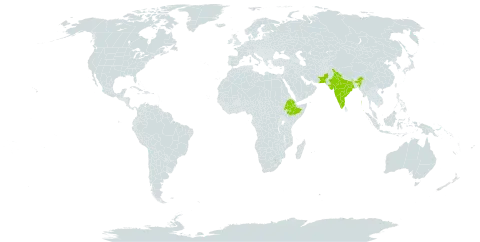 Convolvulus rottlerianus subsp. rottlerianus world distribution map, present in Ethiopia, India, and Pakistan