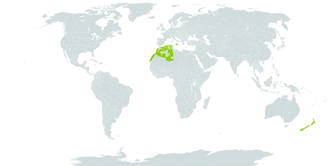 Convolvulus sabatius subsp. mauritanicus world distribution map, present in Algeria, Italy, Morocco, and New Zealand