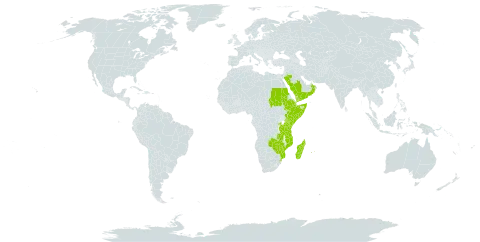 Coptosperma world distribution map, present in Burkina Faso, Comoros, Djibouti, Ethiopia, Kenya, Madagascar, Mozambique, Mauritius, Oman, Réunion, Rwanda, Saudi Arabia, Sudan, Somalia, eSwatini, Tanzania, United Republic of, Uganda, Yemen, Zambia, and Zimbabwe