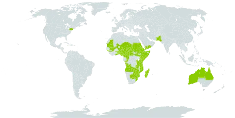 Corchorus tridens world distribution map, present in Angola, Anguilla, Australia, Burundi, Benin, Burkina Faso, Barbados, Botswana, Central African Republic, Cameroon, Congo, Cabo Verde, Eritrea, Ethiopia, Ghana, Guinea, Guinea-Bissau, Kenya, Madagascar, Mali, Mozambique, Mauritania, Malawi, Niger, Nigeria, Nepal, Pakistan, Rwanda, Saudi Arabia, Sudan, Somalia, South Sudan, eSwatini, Chad, Togo, Tanzania, United Republic of, Uganda, United States of America, Yemen, South Africa, Zambia, and Zimbabwe