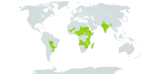 Cordia africana world distribution map, present in Angola, Brazil, Central African Republic, Cameroon, Ethiopia, Guinea, India, Kenya, Madagascar, Mali, Mozambique, Malawi, Nigeria, Saudi Arabia, Sudan, South Sudan, Chad, Togo, Tanzania, United Republic of, Uganda, Yemen, South Africa, Zambia, and Zimbabwe