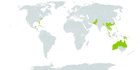 Cordia dichotoma world distribution map, present in Anguilla, Antigua and Barbuda, Australia, Bangladesh, Barbados, Bhutan, China, Cuba, Fiji, Guadeloupe, Grenada, Indonesia, India, Cambodia, Lao People's Democratic Republic, Saint Lucia, Sri Lanka, Mexico, Myanmar, Montserrat, Martinique, Malaysia, Pakistan, Philippines, Papua New Guinea, Puerto Rico, Singapore, Seychelles, Thailand, Trinidad and Tobago, Taiwan, Province of China, United States of America, Saint Vincent and the Grenadines, and Viet Nam