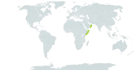 Cordia obovata world distribution map, present in Oman and Somalia