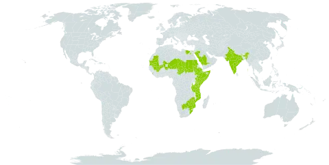 Cordia quercifolia world distribution map, present in Botswana, Egypt, Ethiopia, India, Kenya, Sri Lanka, Mali, Mozambique, Mauritania, Niger, Saudi Arabia, Sudan, Somalia, Chad, Tanzania, United Republic of, Uganda, South Africa, and Zimbabwe